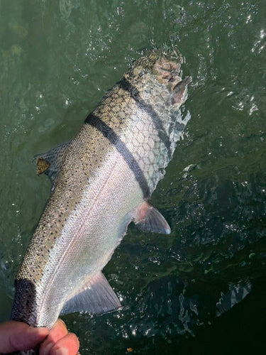 Lower Sac & Trinity River Fly Fishing Report