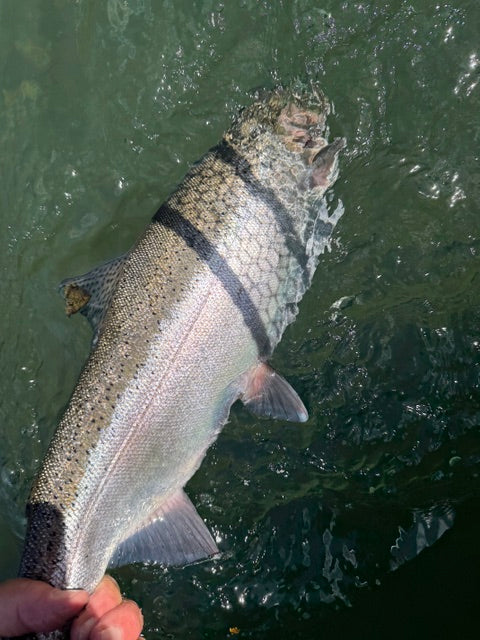 Lower Sac & Trinity River Fly Fishing Report
