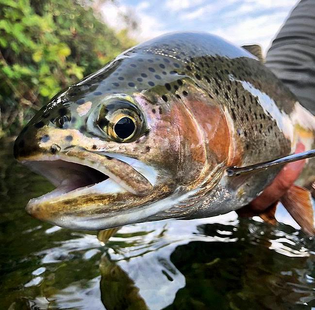 Northern California Fly Fishing Report