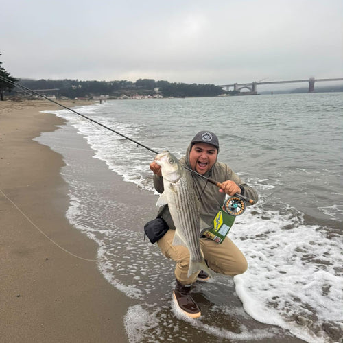 SF Bay Fly Fishing Report