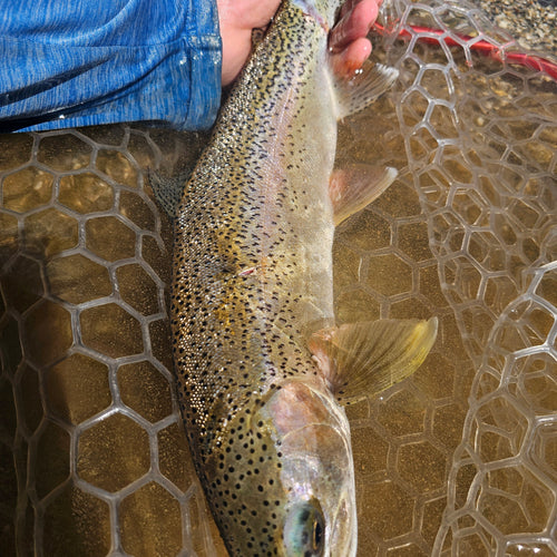 Lower Yuba River Fly Fishing Report