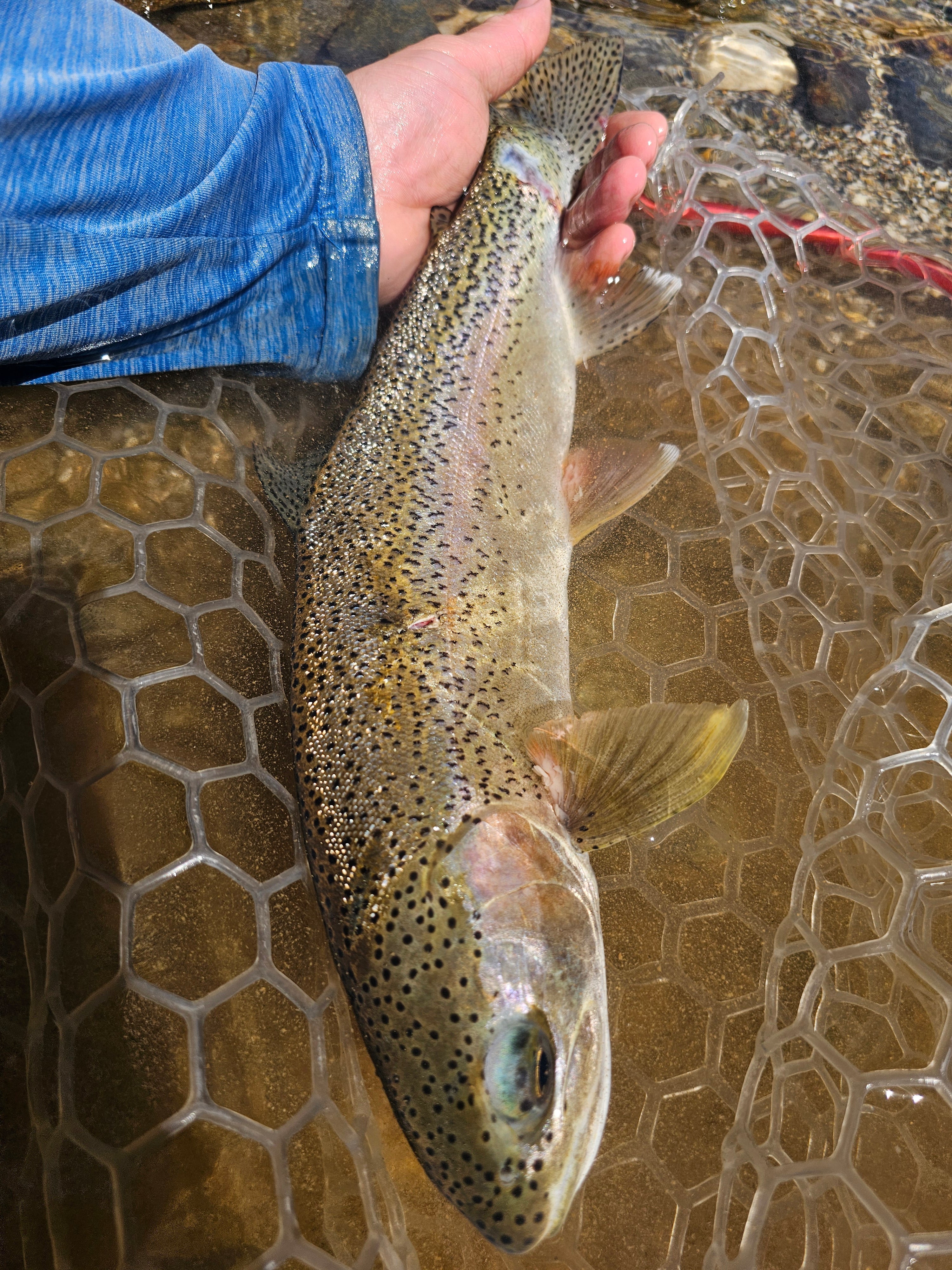 Lower Yuba River Fly Fishing Report