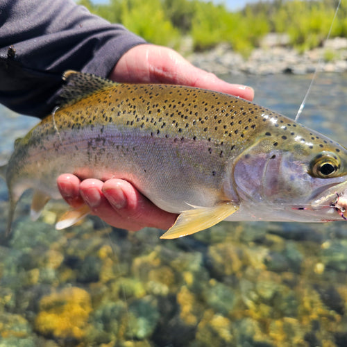 Lower Yuba River & Striper Fly Fishing Report