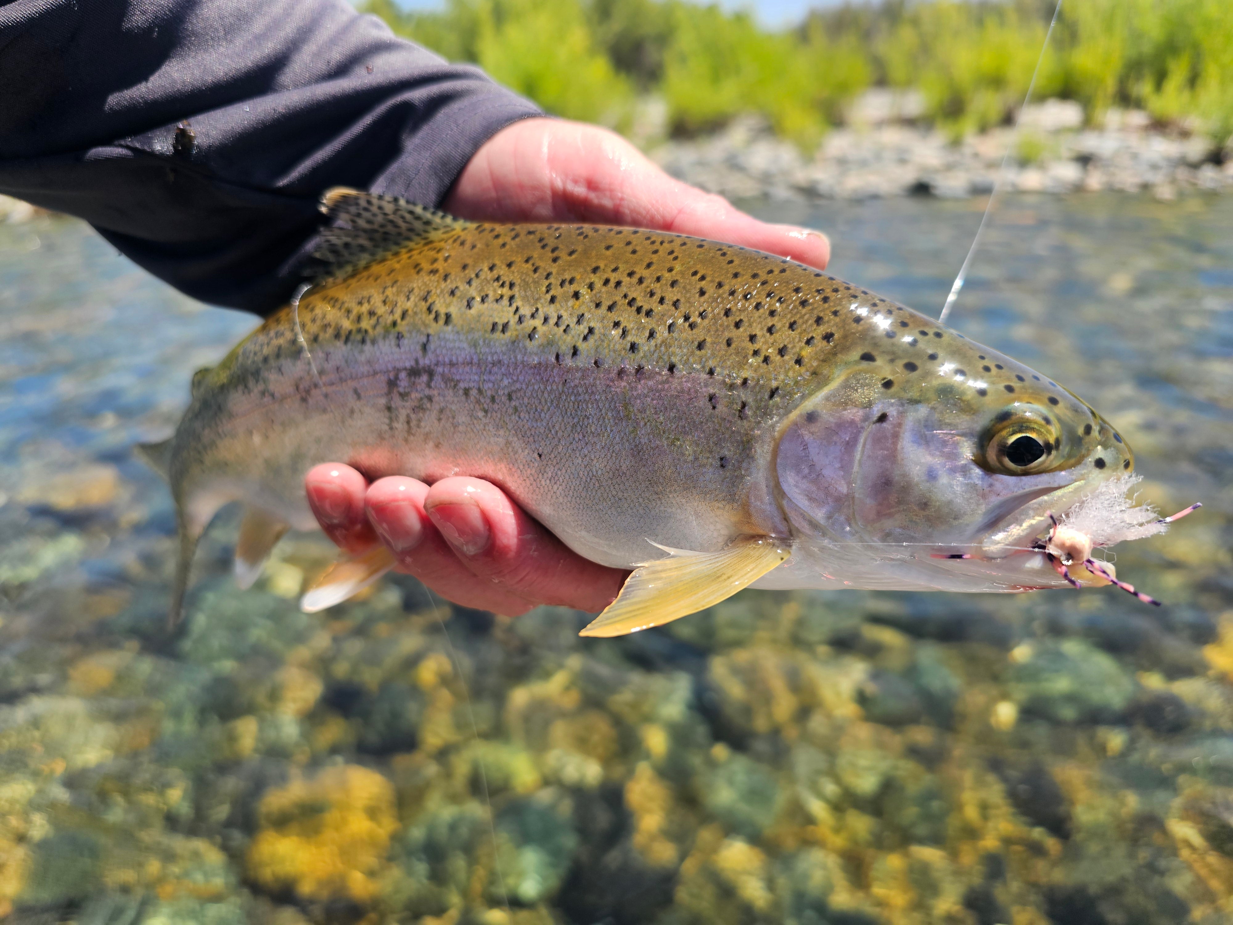 Lower Yuba River & Striper Fly Fishing Report