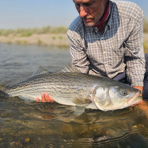 Sac Striper & Lower Yuba Trout Fly Fishing Report