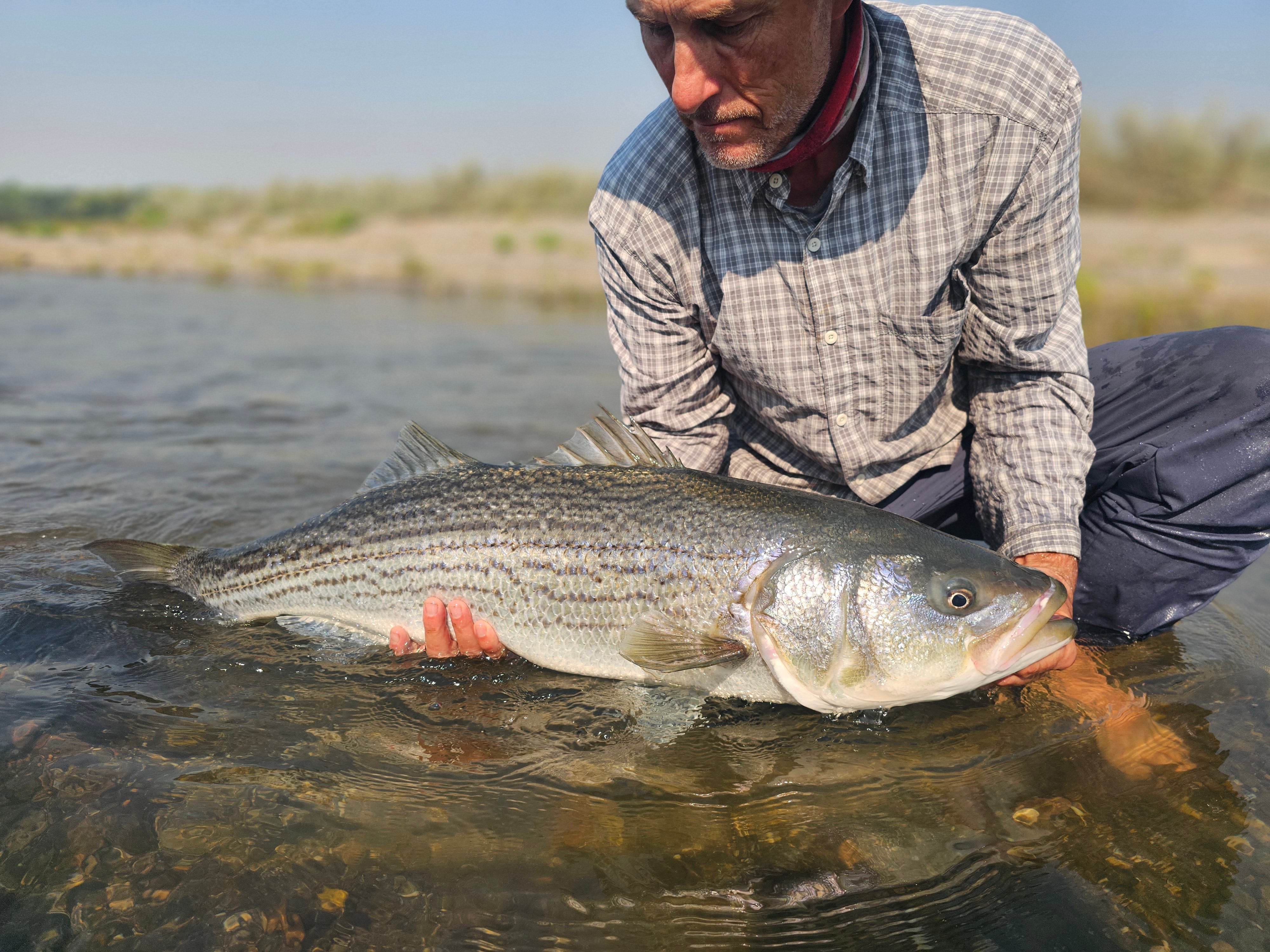 Sac Striper & Lower Yuba Trout Fly Fishing Report
