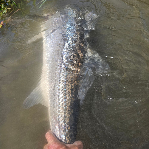 Sacramento Striper & Lower Yuba River Fly Fishing Report
