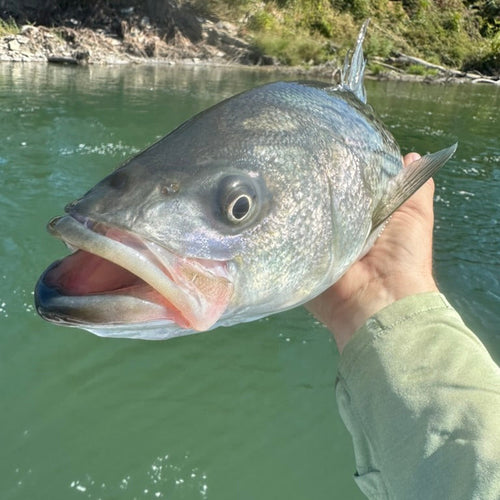 Central Valley Striper Fly Fishing Report
