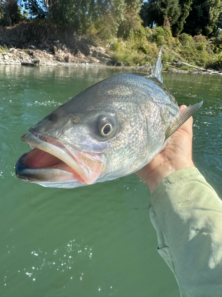 Central Valley Striper Fly Fishing Report