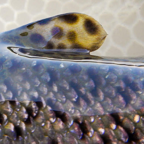 Eastern Sierra Fly Fishing Report