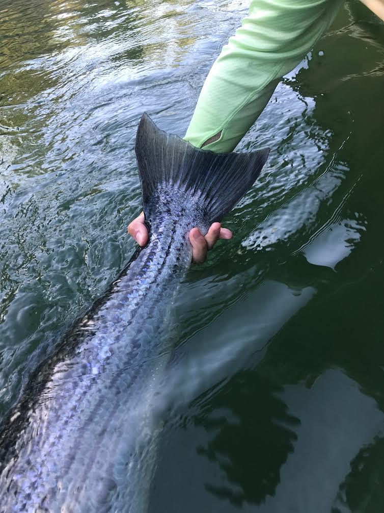 Central Valley Fly Fishing Report