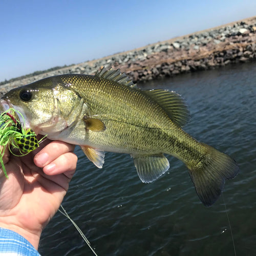 California Delta Fly Fishing Report