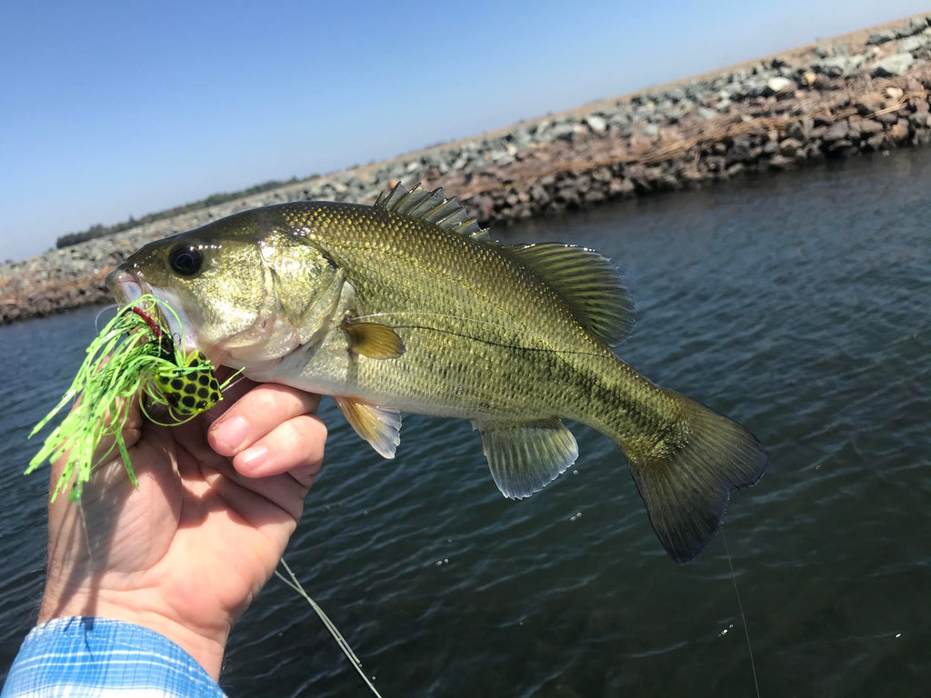 California Delta Fly Fishing Report