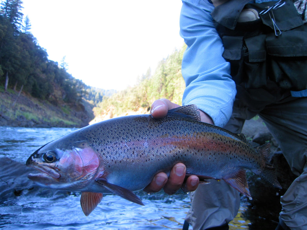 Northern California Trout Fly Fishing Report