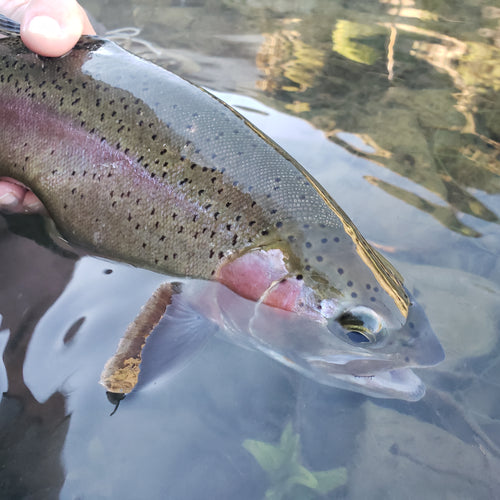 Putah Creek Fly Fishing Report