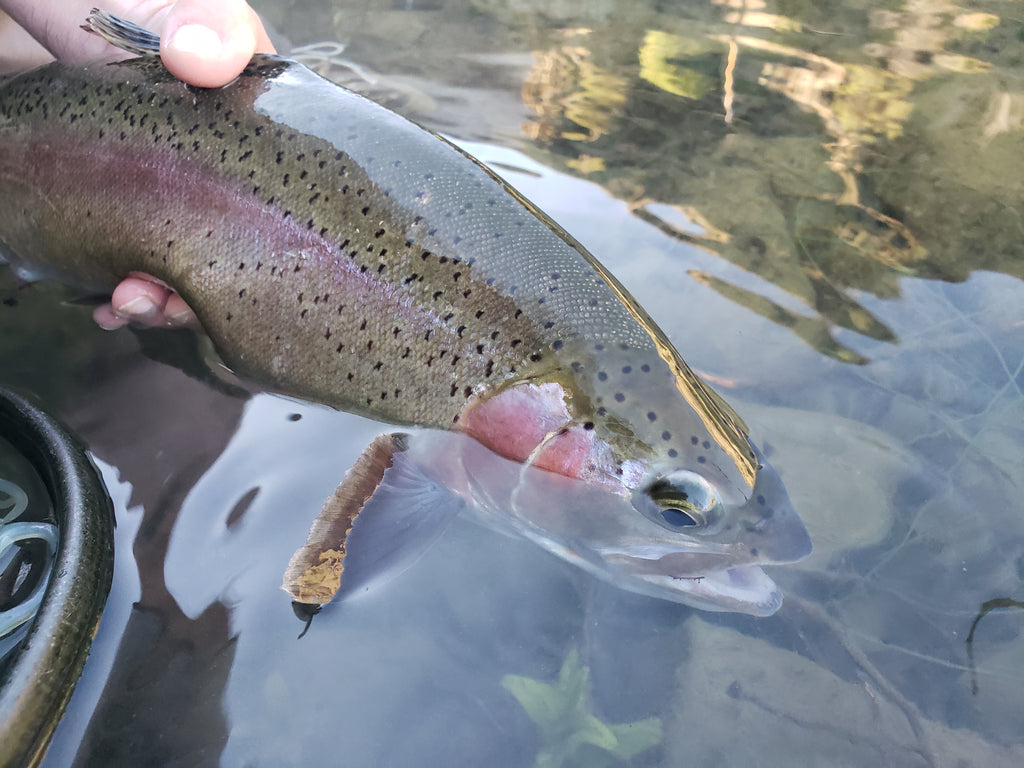 Putah Creek Fly Fishing Report