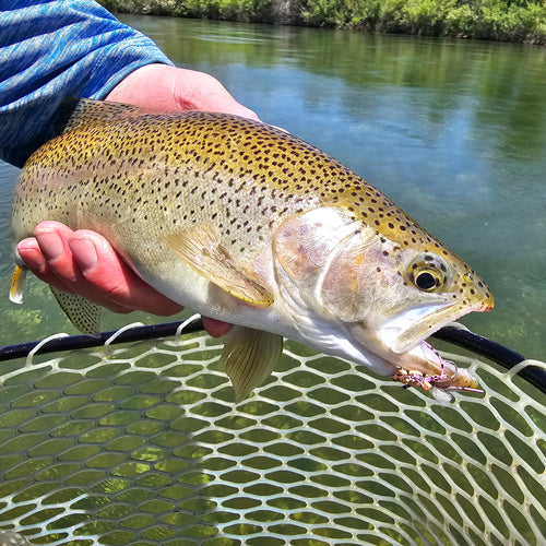 Nor Cal Trout Fishing - July 2023