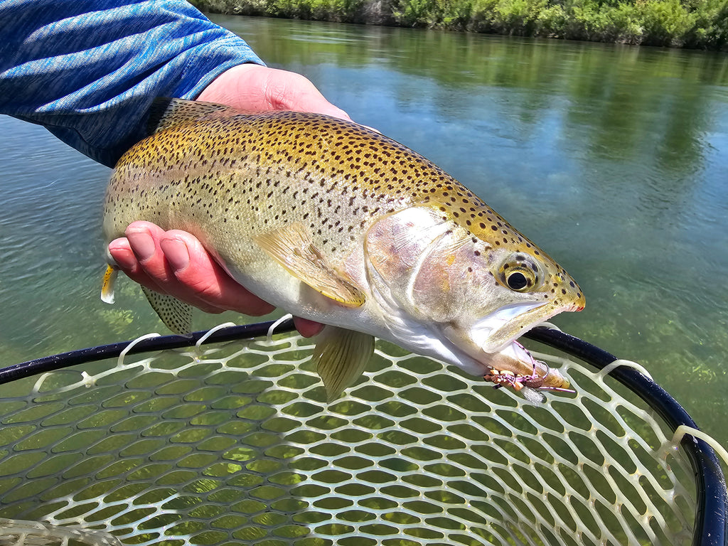 Northern California Fly Fishing Report – Putah Creek – Lost Coast  Outfitters