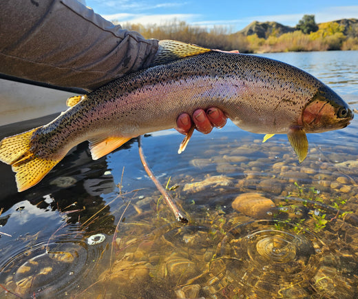Lower Yuba Fly Fishing Report