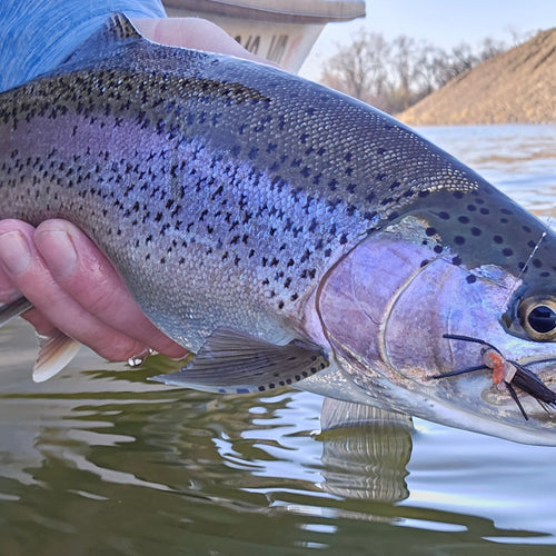 Lower Yuba Fly Fishing Report