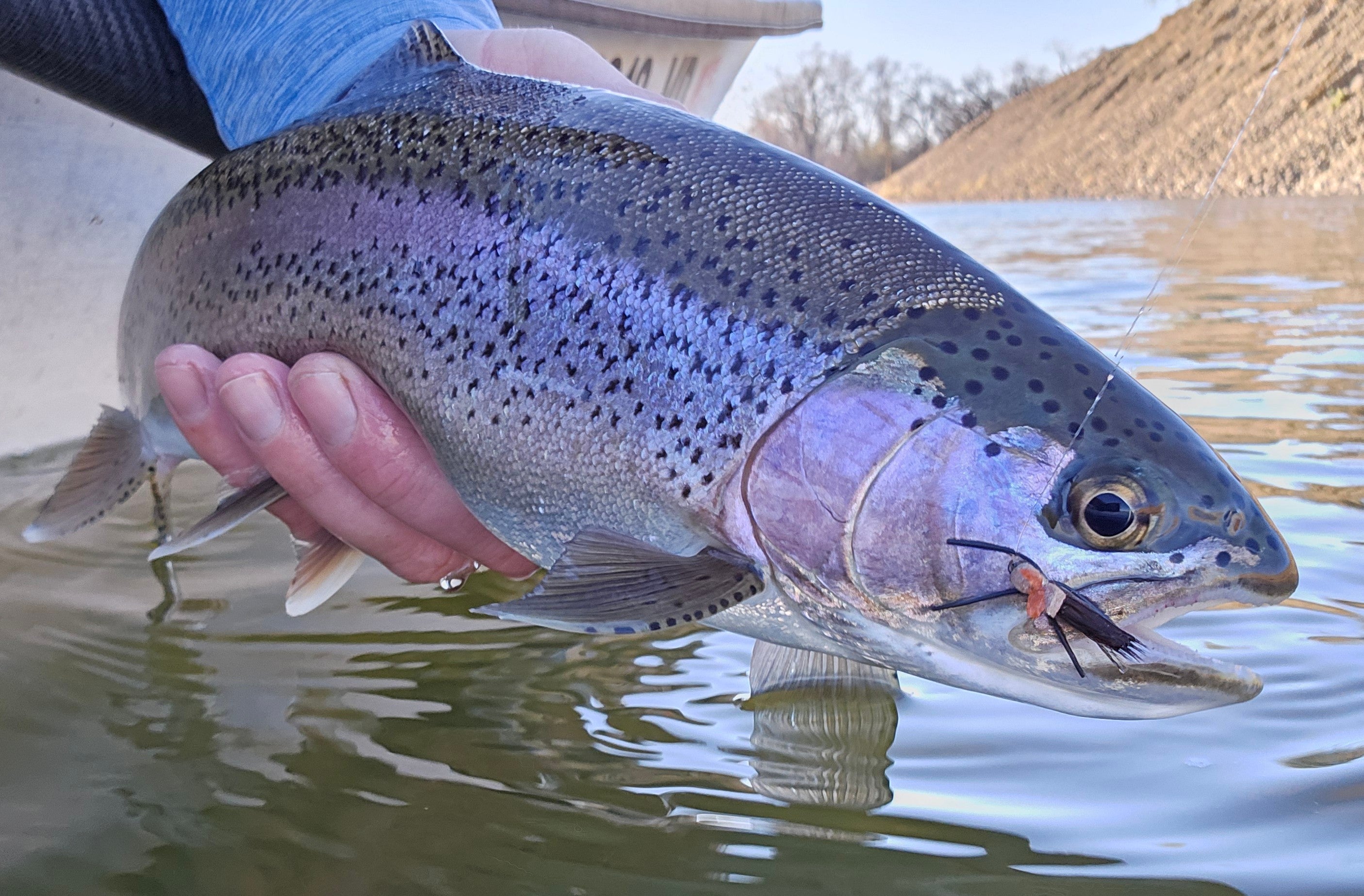 Lower Yuba Fly Fishing Report