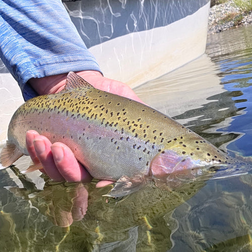 Lower Yuba Fly Fishing Report