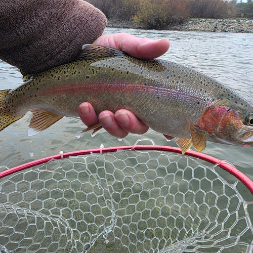 Lower Yuba River Fly Fishing Report