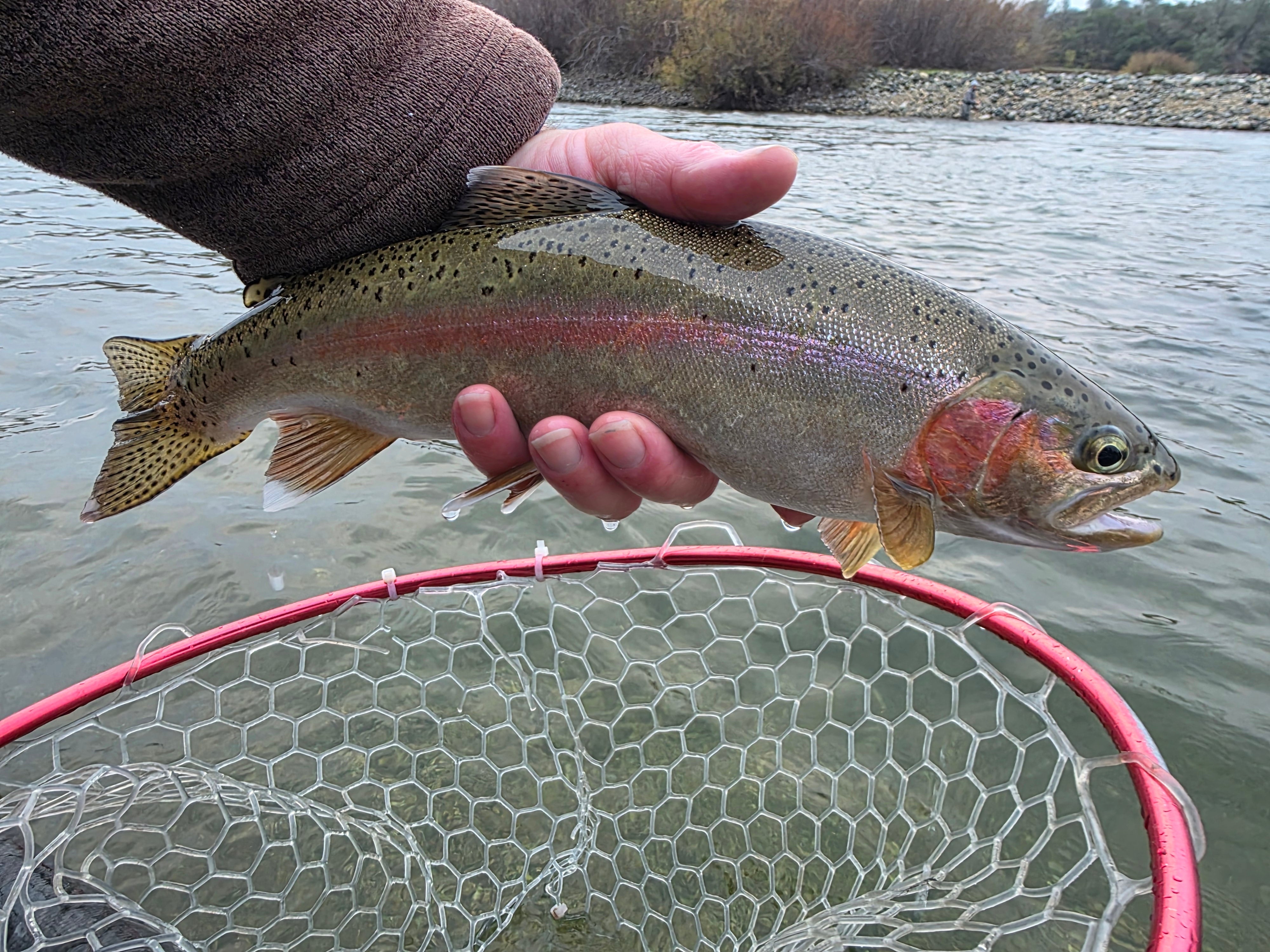 Lower Yuba River Fly Fishing Report
