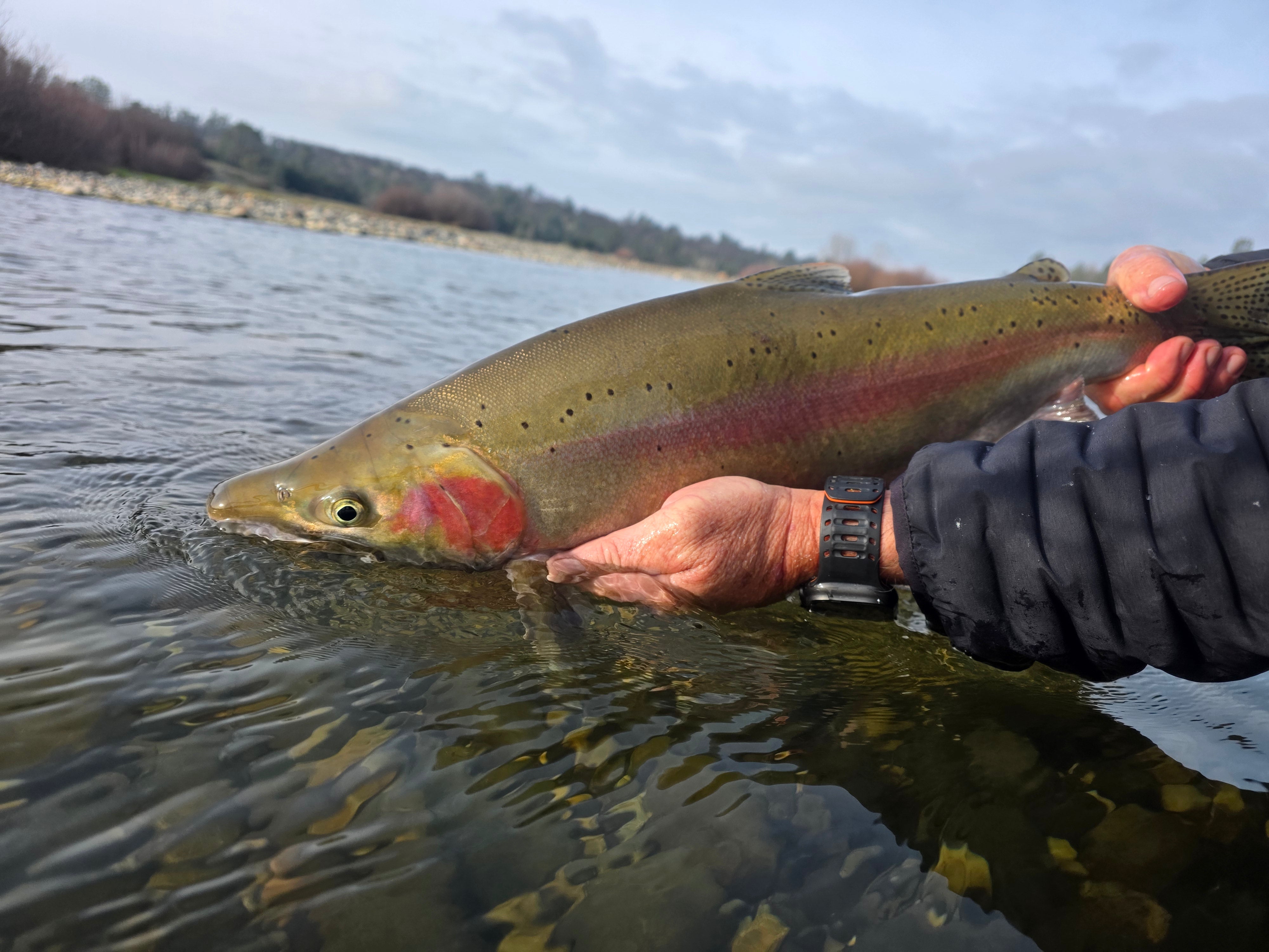 Yuba River Fly Fishing Report