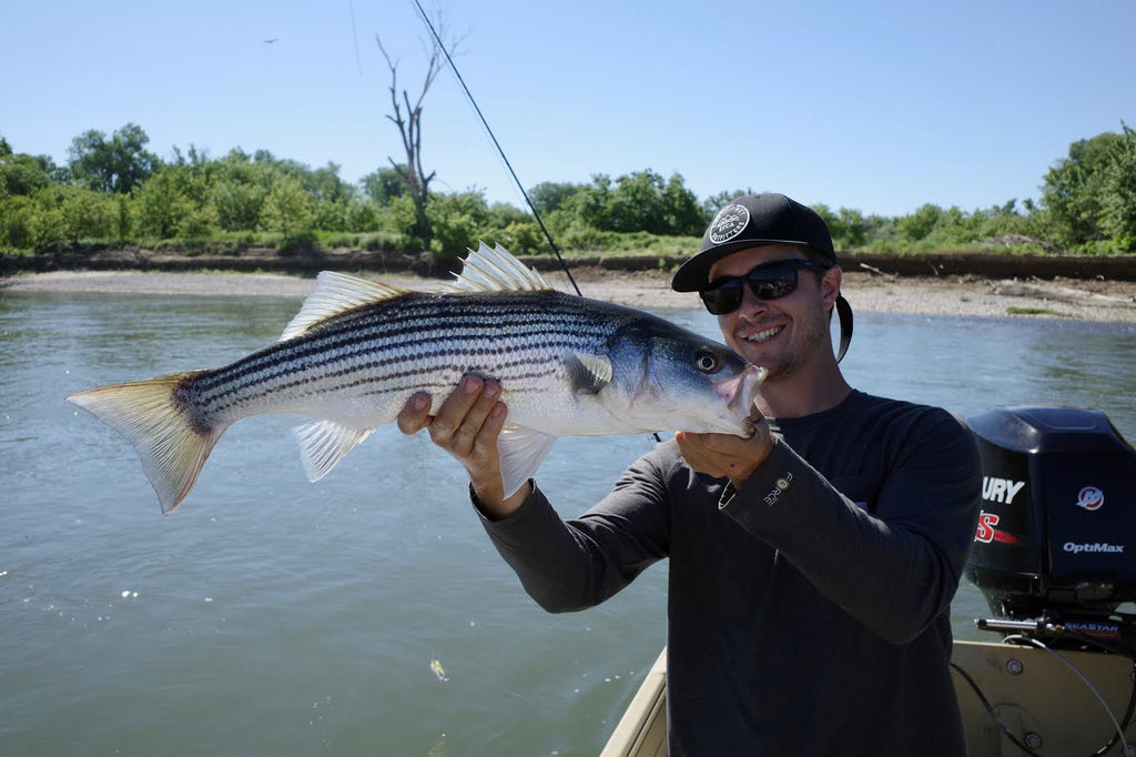 Sacramento River Striper Fly Fishing Report