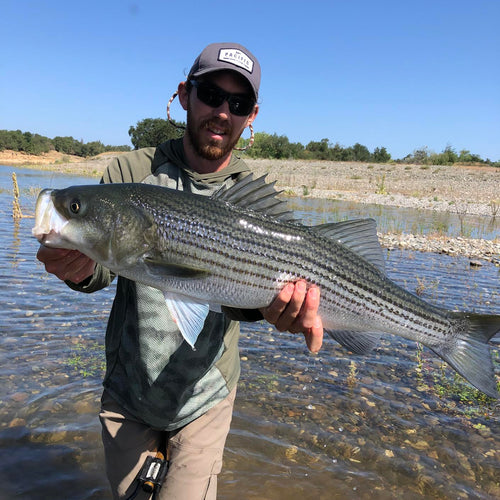 Lower American River Fly Fishing Report