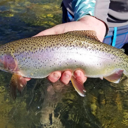 Lower Yuba Fly Fishing Report