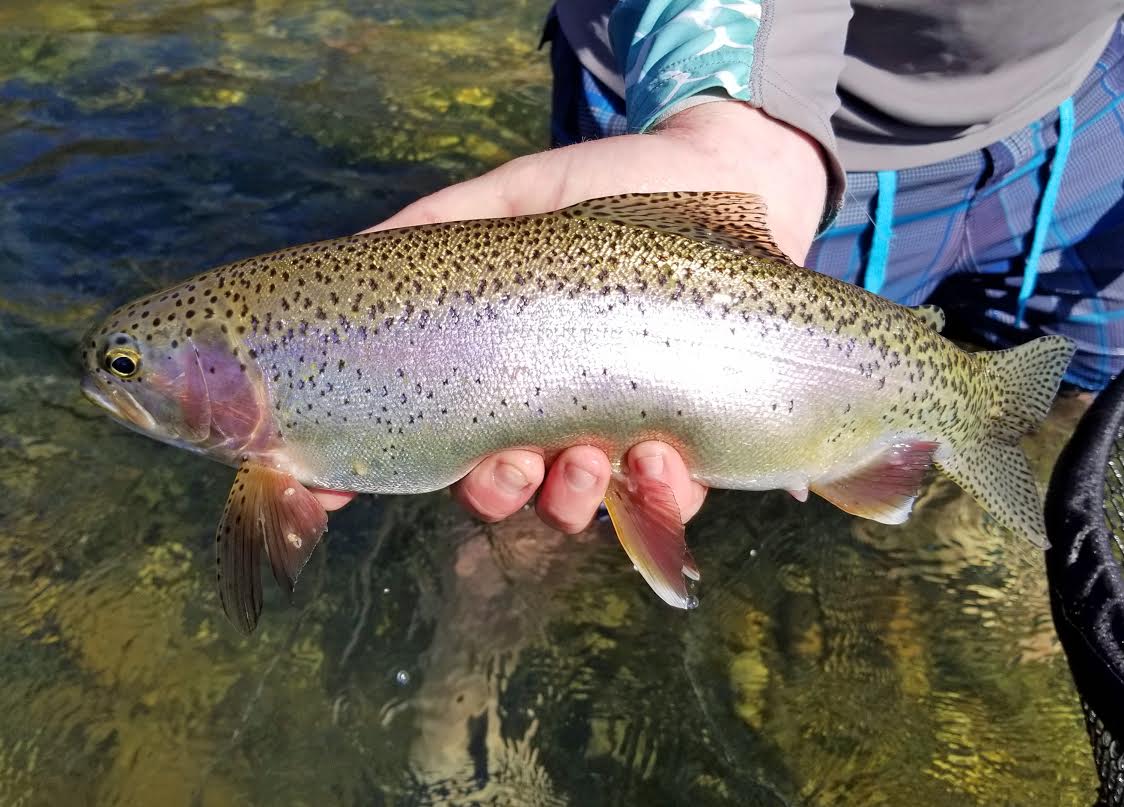 Lower Yuba Fly Fishing Report