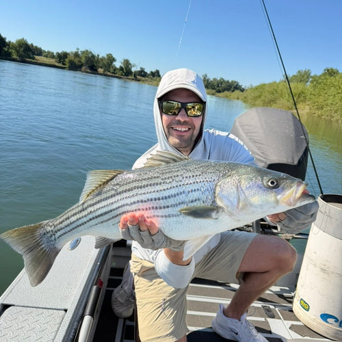 Lower Sac Striper Fly Fishing Report
