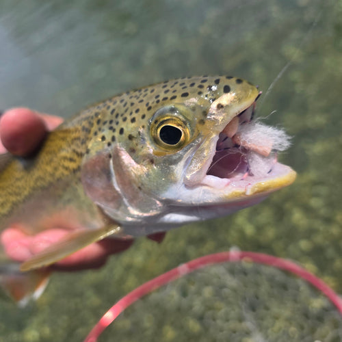 Lower Yuba River Fly Fishing Report