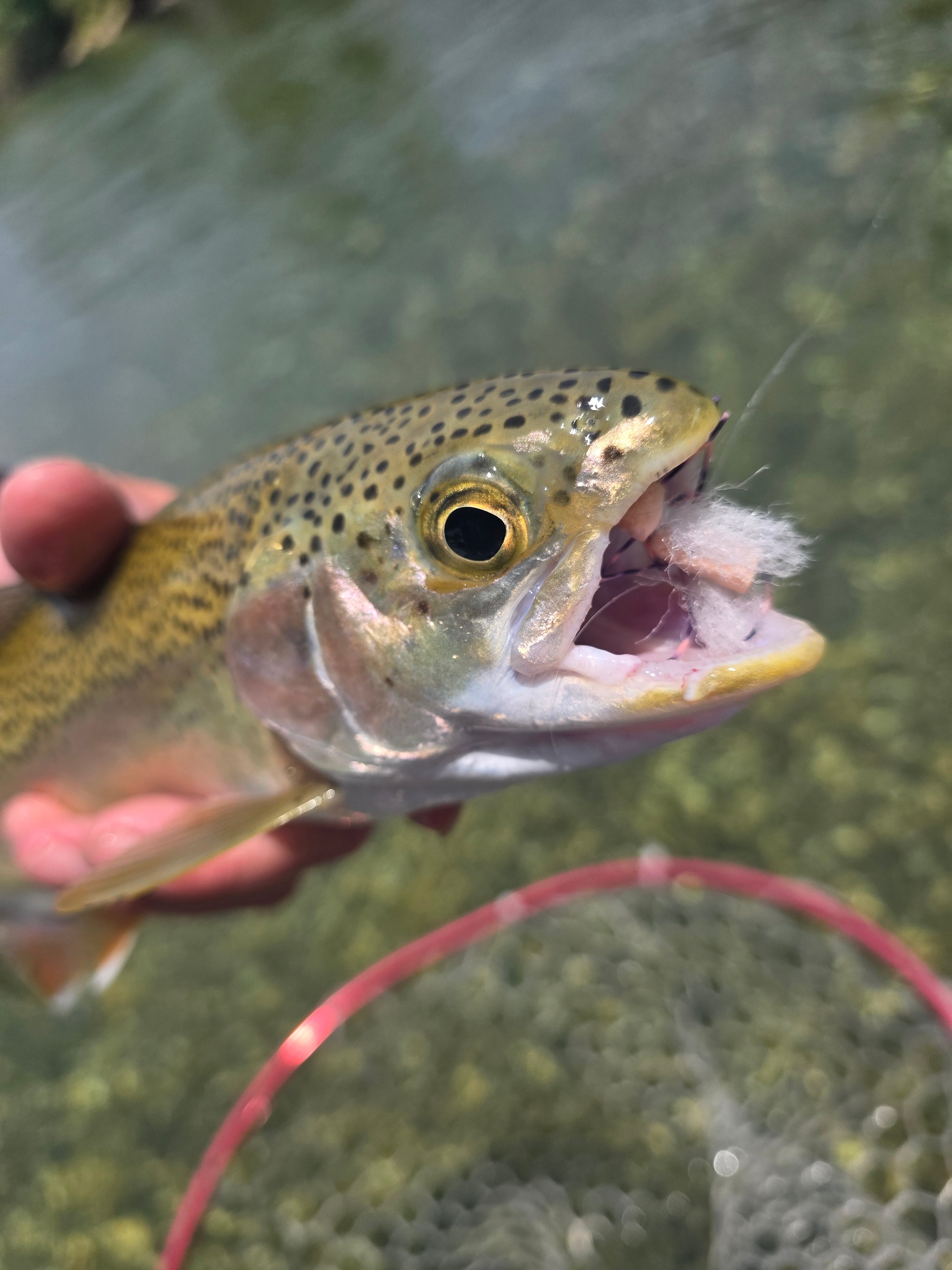 Lower Yuba River Fly Fishing Report