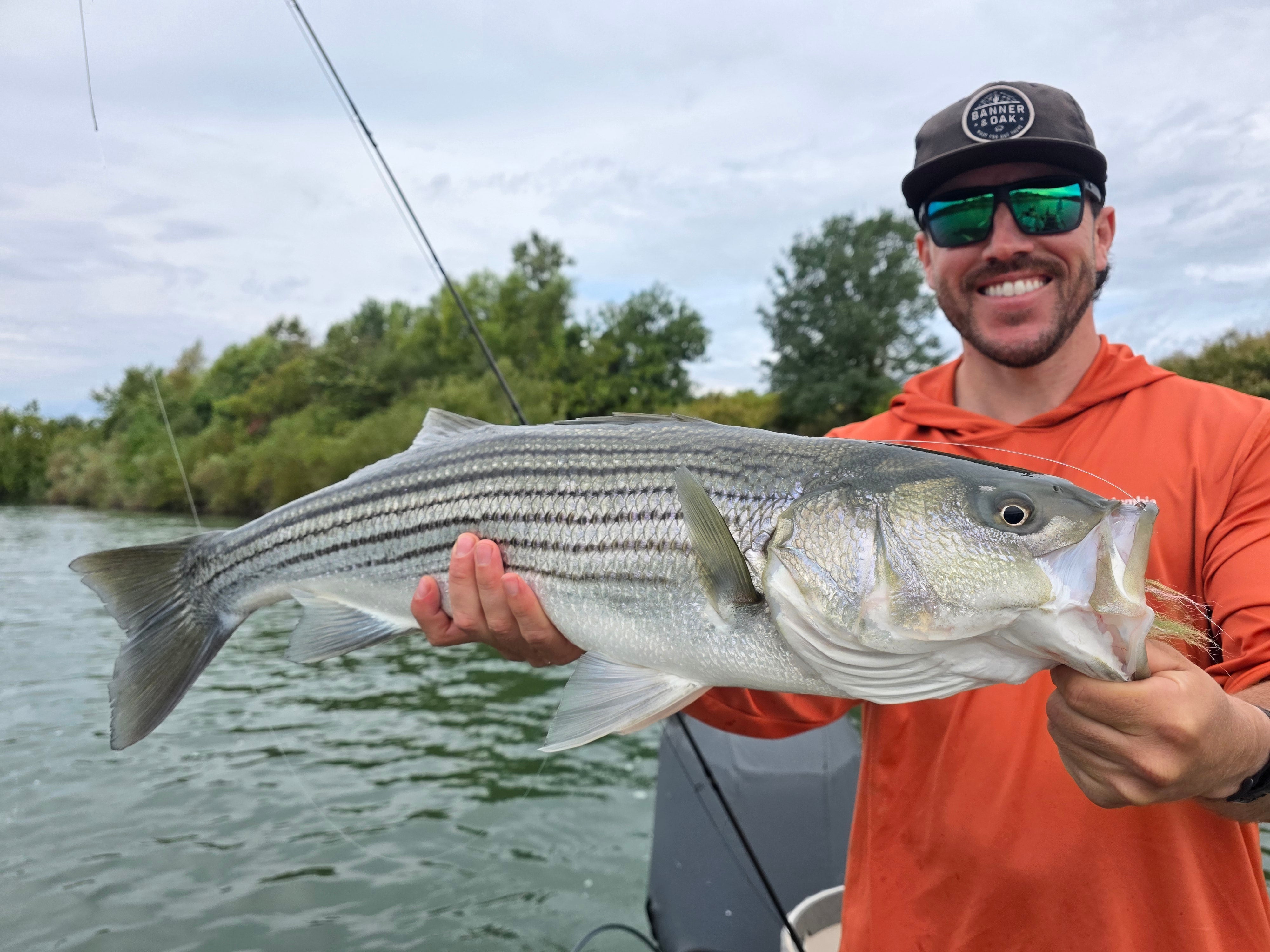 Yuba River and Sac Striper Fly Fishing Report