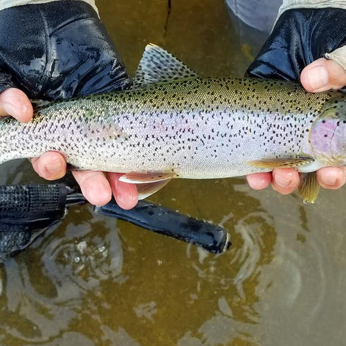 Lower Yuba Fly Fishing Report