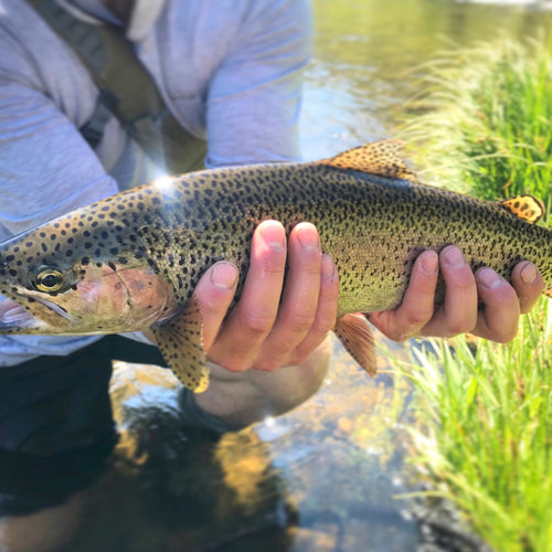 Truckee River Fly Fishing Report