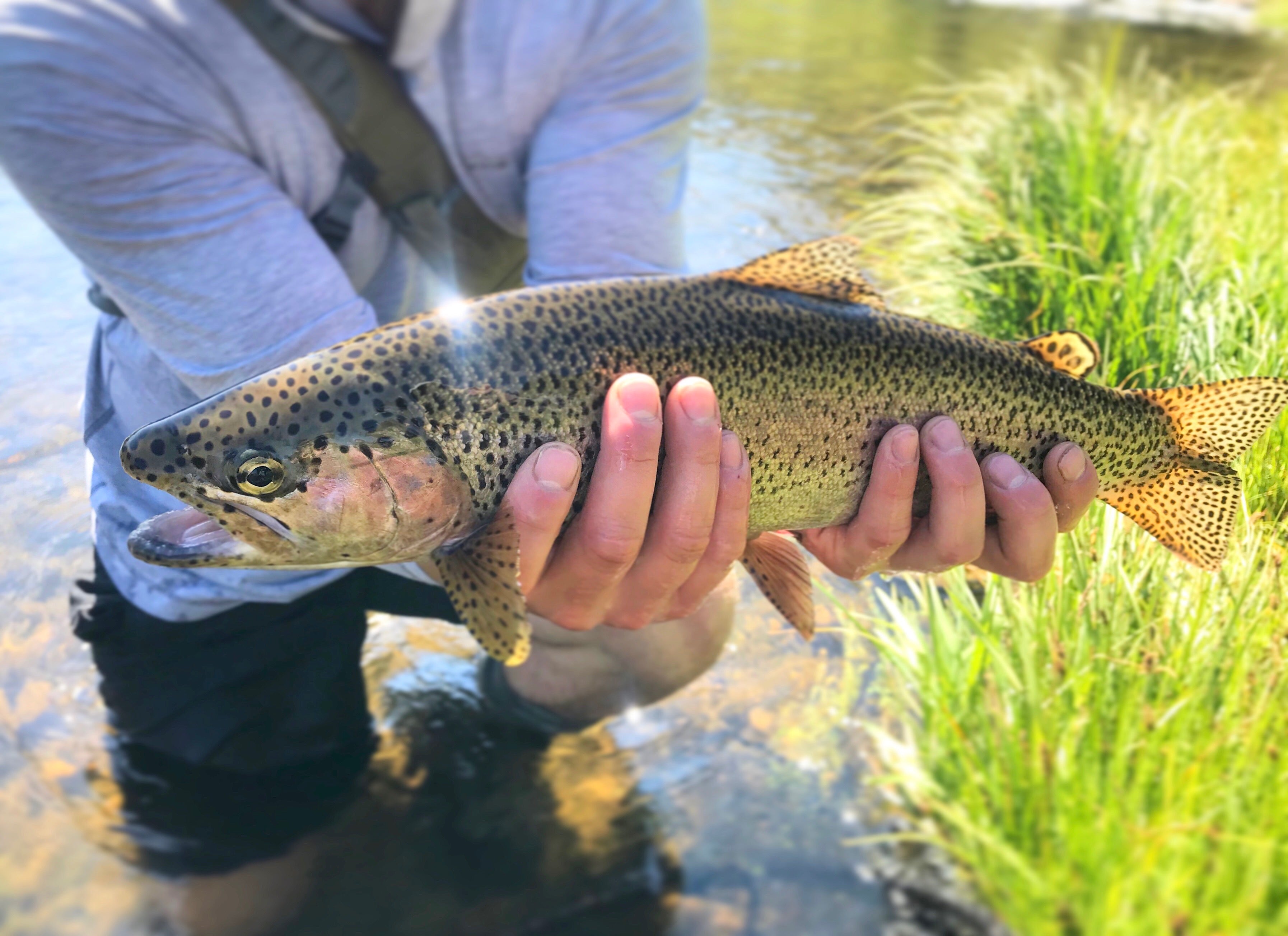 Truckee River Fly Fishing Report