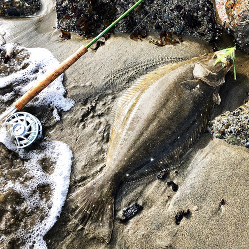 San Francisco Bay Fly Fishing Report