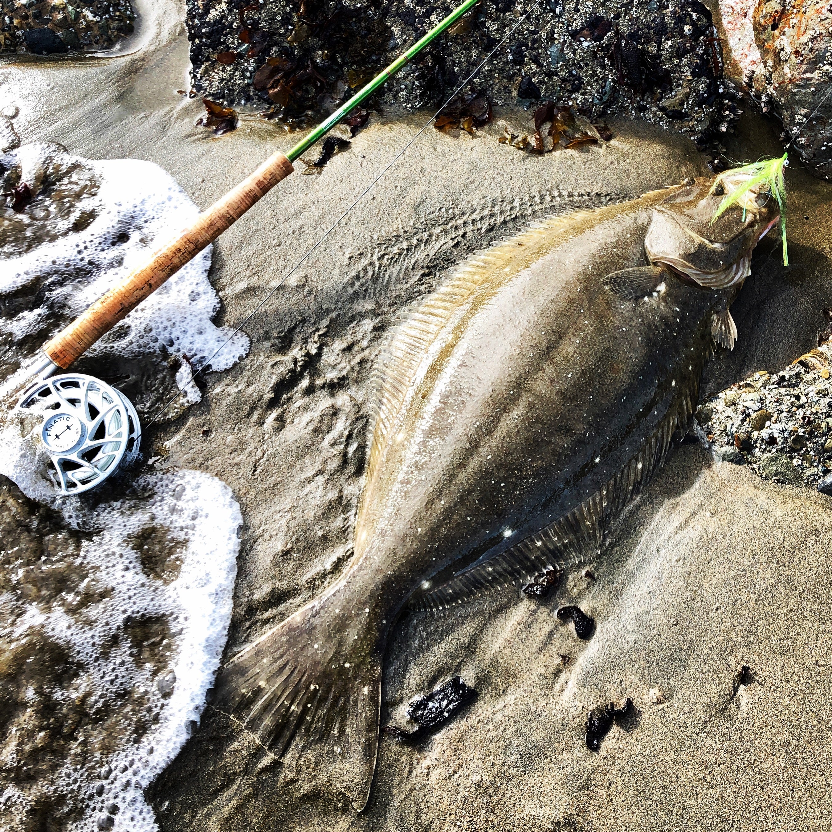 San Francisco Bay Fly Fishing Report