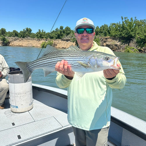Sac Striper & Lower Yuba Trout Fly Fishing Report