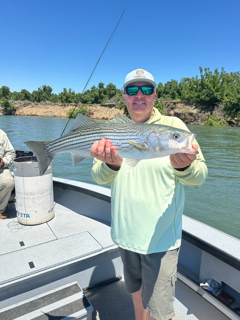 Sac Striper & Lower Yuba Trout Fly Fishing Report