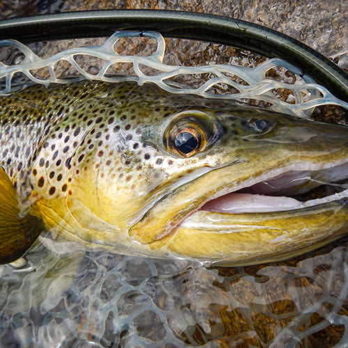 Eastern Sierra Fly Fishing Report
