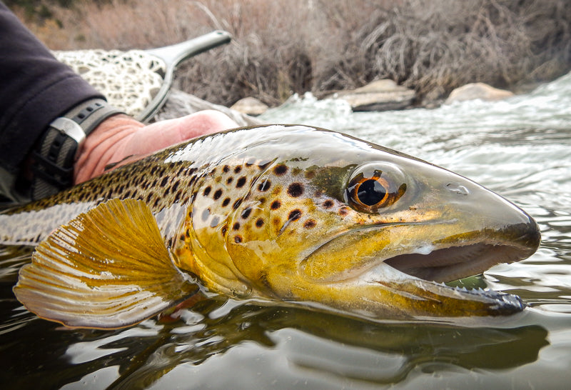 Eastern Sierra Fly Fishing Report