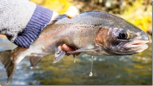 Upper Sacramento, Klamath, and Lower Sacramento River Fly Fishing Report