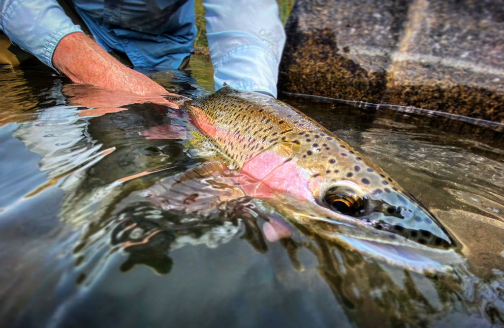 Truckee River Fishing Report