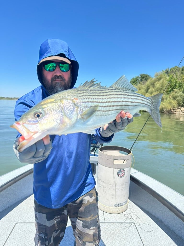 Sacramento River Striper Fly Fishing Report