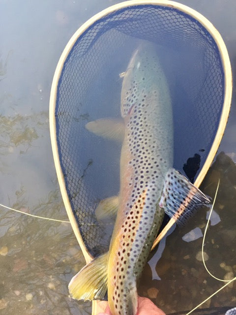 Owyhee Fly Fishing Report